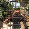 円山動物園