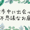 【不思議なお庭】散歩中に出会った植物。こんなに幹が短いヤシの木は初めて見た！！