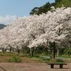 桜満開（３）　’23