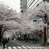 桜が満開です