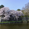 4月1日　再び彦根城へ・・・　～ その３ お堀と桜編 ～