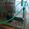 ヒーター使用の金魚水槽に足し水