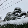 雪持ち松