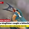 カワセミに魅せられて 548