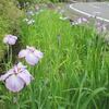花菖蒲三分咲き