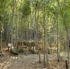 竹林に行って竹酢液を作る竹を切る