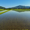 中耕除草機をかけることと、ニゴロブナの稚魚と今年の田植えが終わったこと。