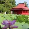 猿賀公園のハス2020年♪鏡ヶ池に満開の花と足湯でまったり