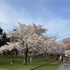 さっぽろ中島公園の桜が満開♪＜季節の風景＞