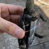 久々にクサガメゲット、ジャンボタニシを糞に変えてもらい、土地を肥やします。