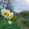 ジョギングで季節の花を愛でる ～笠縫町のスイセン～