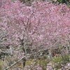 おかめ桜