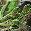 🦎体感型動物園 iZoo🐢