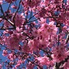 名残り桜2022