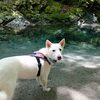 丹沢で避暑