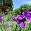 あやめ苑～御薬園～恵日寺跡他