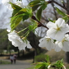 ホームセンタースーパービバホーム花 植物 庭木安い おススメ あなたらしく