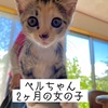 3日譲渡会、参加猫のご紹介🐾