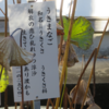 万葉集の世界に飛び込もう（その３１８７）―万葉一日一葉　国分寺万葉庭園（５５）―うきまなご