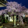 津和野「永太院のしだれ桜」ライトアップ