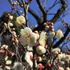 今年は早咲きかな？　羽根木公園の梅