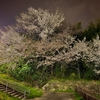 桜散歩（夜）