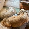 ハードなお散歩