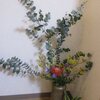 丸葉ユーカリ　１２月花材