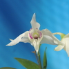 Dendrobium rhodostictum