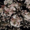 新宿の桜☆今年もきれいに咲いてふふふーん♪