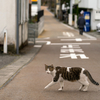 隣市西道沿いのねこさん