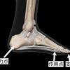 足部はソッカの美術解剖学ノートで、多角的によーく観察しょう。