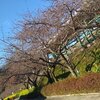 速報！2月16日の河津桜