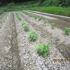 秋には雑草まみれ？開墾地に植えたが