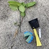 ナスの水耕栽培Ⅰ