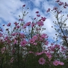 空と雲と秋桜