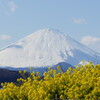 吾妻山公園〜鎌倉大仏