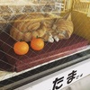 ねこ写真#204