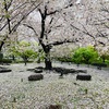 桜の散りはじめに雨が降るとこうなります。