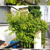 庭のものとか
