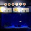 等身大の“さかな愛”をひしひしと感じる「竹島水族館」