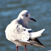 カワウとユリカモメに何があったのか？・・・静岡県藤枝市蓮華寺池公園