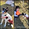 ラムシナのテーピング