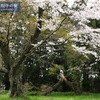 旌桜寺の桜[常陸太田市瑞龍町]