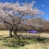 ドッグランのある長者原SAは桜が満開でしたｗ。