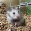 しろあん55日目