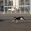 近隣港のねこさん