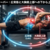 眠れる上半身の可能性を引き出す！ダンベルプルオーバーがもたらす圧倒的な筋力アップと姿勢改善の真価