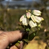 ＢＢの開花　バラの移植