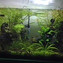 ネオモアイのアクアリウム日記